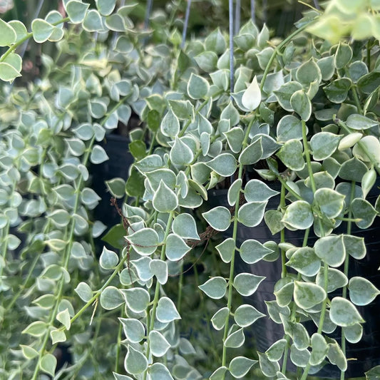 Million Hearts Plant - Variegated - 2 Live Starter Plants in 2 Inch Grower's Pots - Dischidia Ruscifolia Variegata - Elegant Indoor Outdoor Succulent Easy Care