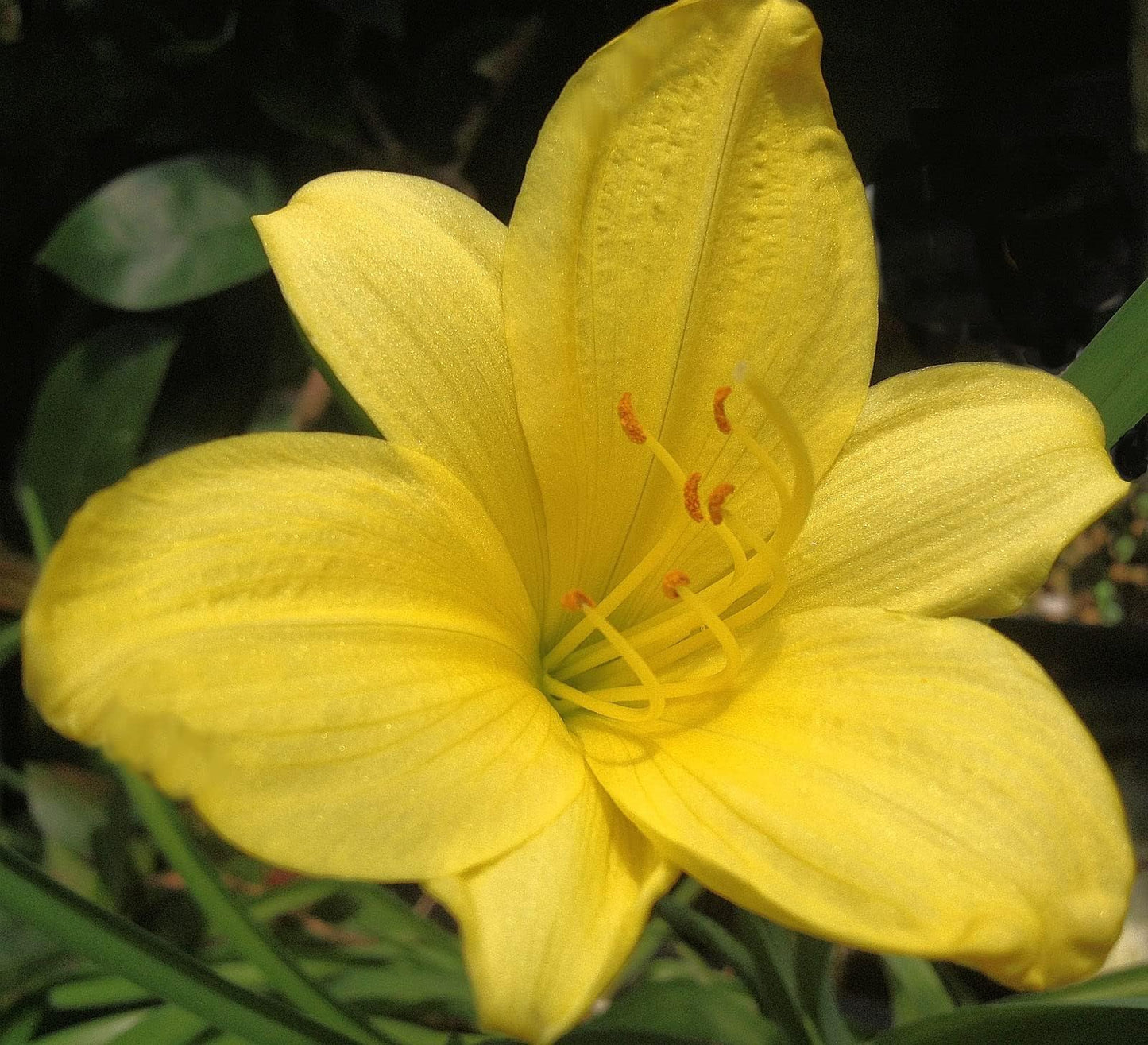 Daylily Yangtze | 3 Live Plants | Hemerocallis | Perennial Garden Favorite, Vibrant Blooms, Easy to Grow, Long Blooming Season, Low Maintenance, Ideal for Borders, Attracts Pollinators