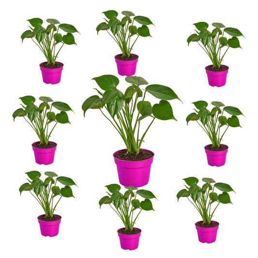 9 Pack Philodendron Monstera Split-Leaf in 6in Pot - Live Plants Tropical Houseplants | Variegated | USA Growers | The Snobby Leaf