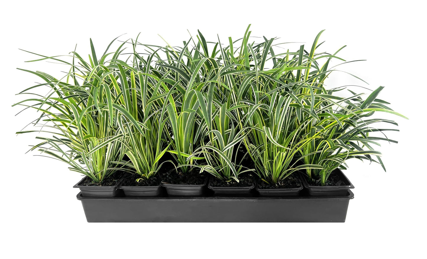 Variegated Liriope | 3 Live 4 Inch Pots | Liriope Muscari Variegata | Ornamental Ground Cover Plants | Evergreen Foliage