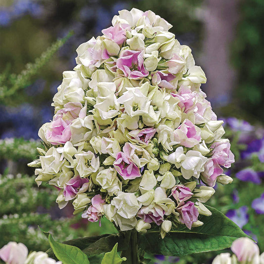 SPRING HILL NURSERIES - Crème de la Crème Tall Perennial Phlox - A Color Changing Summer Blooming Beauty That Will Enhance The Color in Your Landscape - Includes one bareroot Plant per Offer