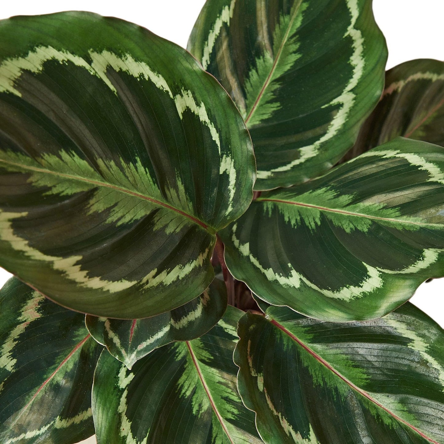 Calathea Roseopicta 'Medallion' in 4in Pot - Live Plants Tropical Houseplants | Variegated | USA Growers | The Snobby Leaf
