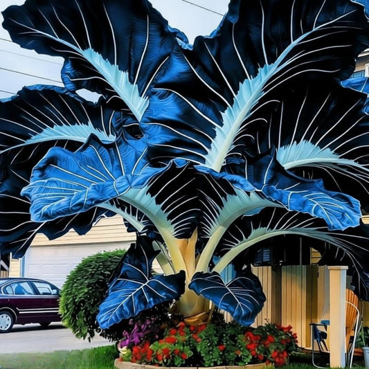 EDRHTJG Hardy Perennial Rare Giant Elephant Ear for Garden Display Vibrant Outdoor Landscaping Mixed Beautiful Colors (6)