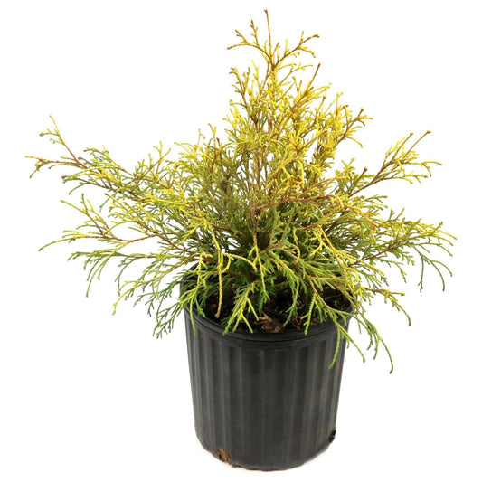 Gold Mop Cypress Shrub - Low Maintenance Plant - Grows Upto 5' x 5' - Thrives in Full Sun in 3 Gal Grower Pot - Golden Evergreen Plant for Landscaping, Sidewalks & Driveways
