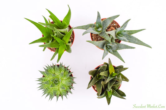 Live Aloe Succulents – Large Assorted 4-Inch Aloe Succulents – Fully Rooted Aloe Succulents (4)