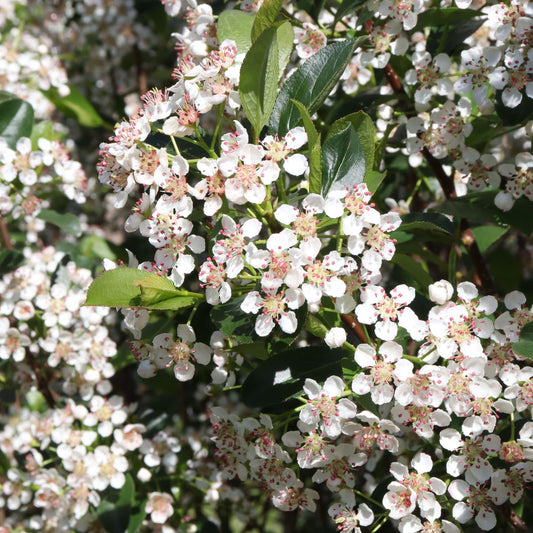 Proven Winners Low Scape Snowfire Aronia (Aronia melanocarpa) Live Plant, 4.5" Qt, 4 Pack