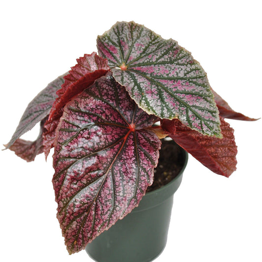 Begonia coccinea 'Pink Mink', Begonia Pink Mink, Angelwing Begonia, houseplant, Colorful Foliage and Bright Flowers, Container Size: 3.5"