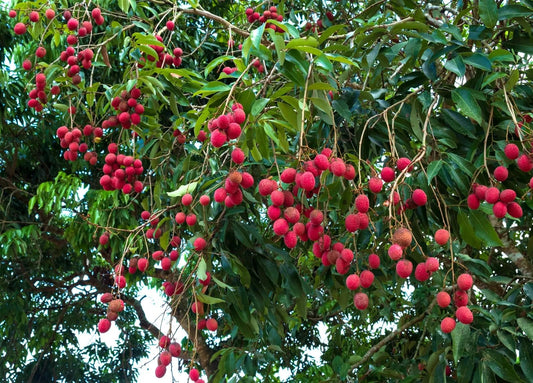 Live Plant - Litchi Fruit Tree (Litchi chinensis) Live Tree 12″ -24″ inches
