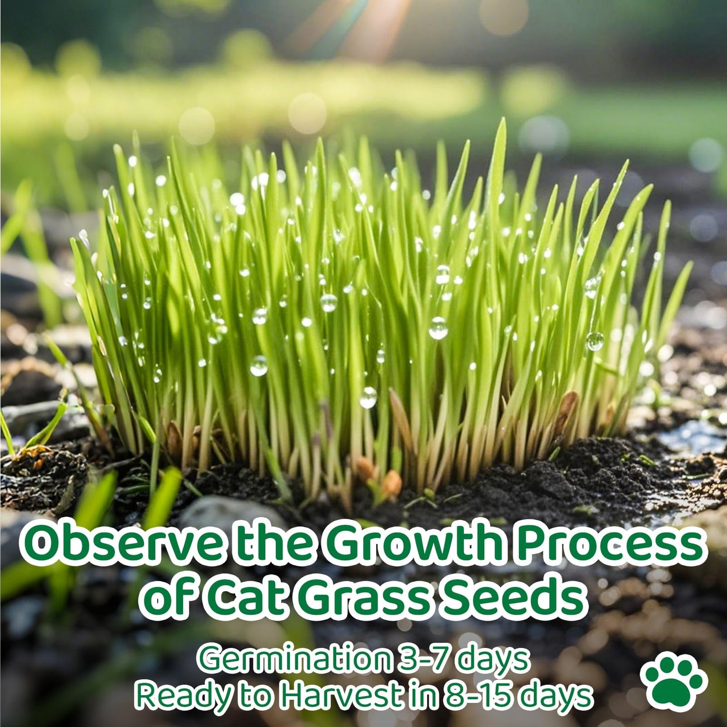 5Pack Cat Grass Seeds Kit - Cat Grass Seeds Growing Set for Indoor Cats, Non GMO Wheat Seed, Nutrient Soil & Planting Tools, Quick Germination, Perfect for Beginners