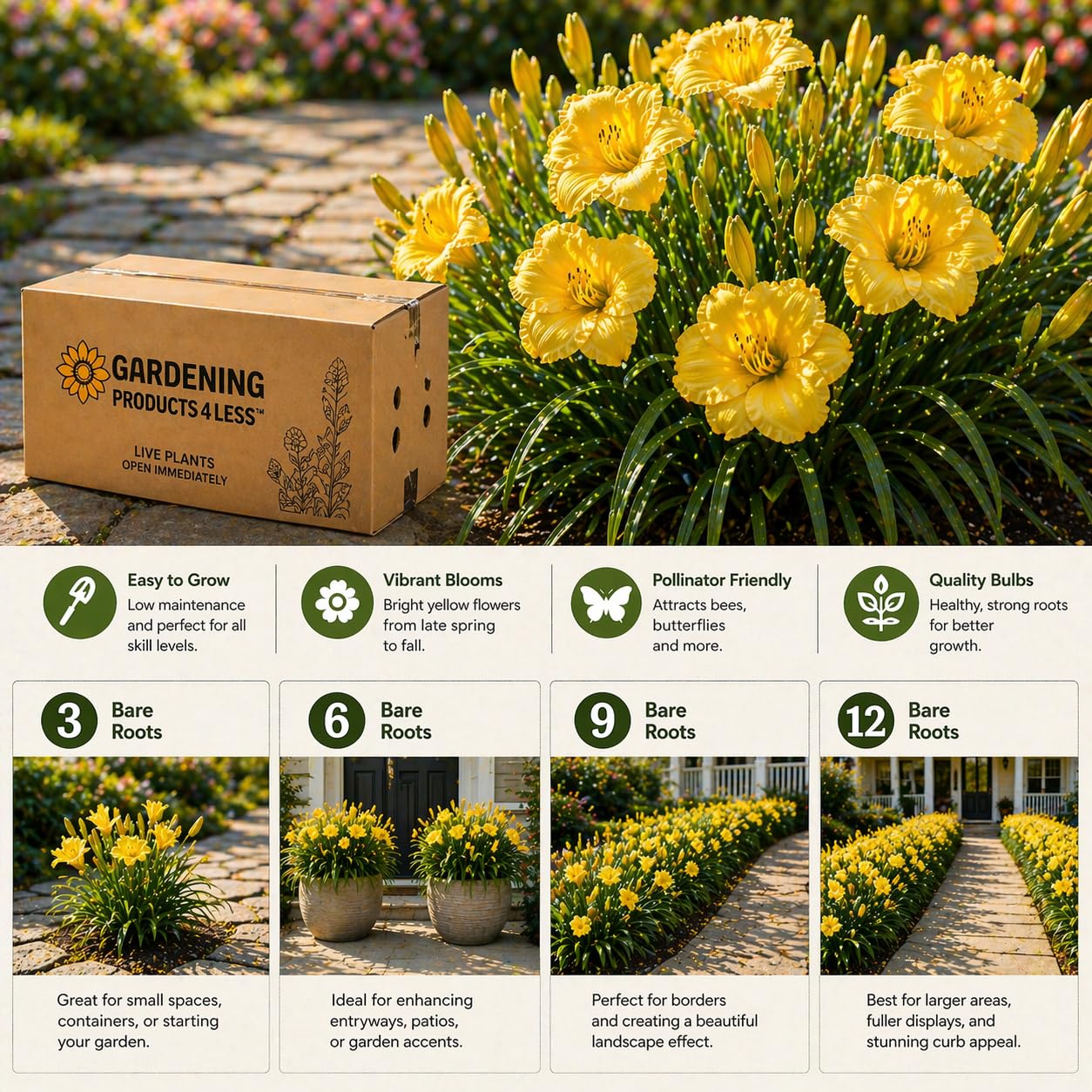 American Stella D’Oro Daylily Bare Roots – Perennial Hemerocallis for Spring Planting – Easy-to-Grow Outdoor Garden Flowers – Attracts Butterflies & Bees (9, Nine Bare Roots)