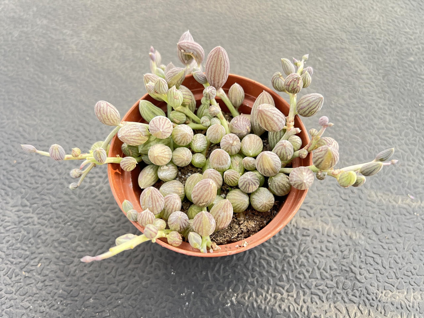 String of Watermelons, Live Trailing Succulent Fully Rooted in 4" Pots with Soil Mix, Rare House Plant for Home Office Wedding Hanging Decoration, DIY Projects, Party Favor