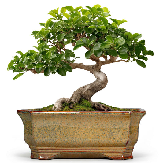 Teagas Bonsai Tree Pots 11.6 Inch - Ceramic Bonsai Planter for Succulent Plants, Succulent Pots with Drainage Hole, Large Indoor Flower Pot, Home Decor, Plant Lover Gifts, Rectangular Yellowish Brown