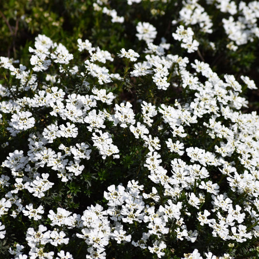 Clovers Garden Candytuft (Iberis) Plants - Two (2) Live Plants – Non-GMO - Not Seeds - Each 4" to 8" Tall – in 4" Inch Pots – Perennial, Pollinator Favorite, Great for Edging & Rock Gardens
