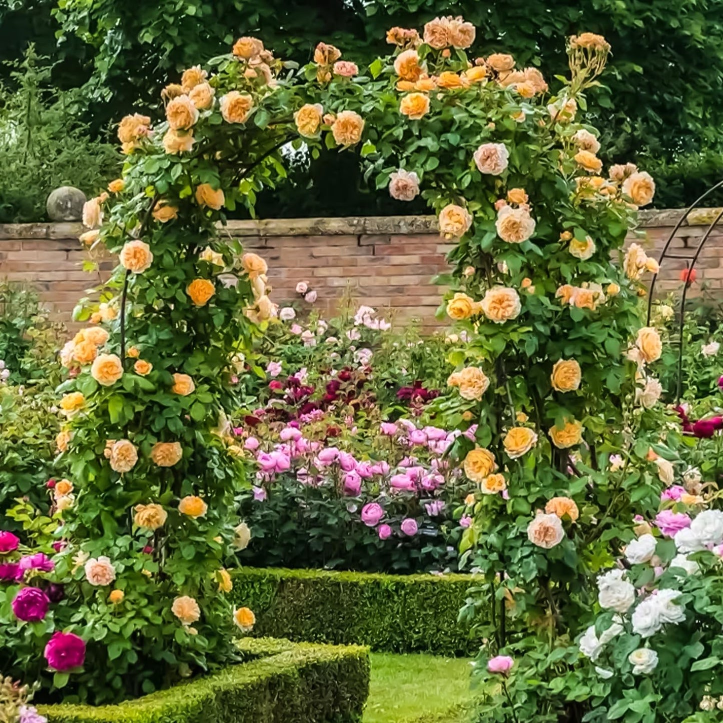 Metal Wide Garden Arch Trellis for Climbing Plants Roses Vines, 53" W x 86" H Wide Garden Archway Arbor Trellis for Lawn Wedding and Bridal Party Decoration