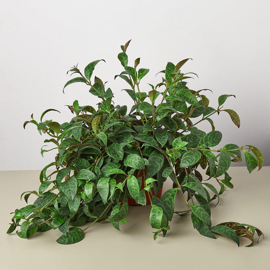 Lipstick Black Pagoda | Live Plant for Indoor & Outdoor | for Living Room, Office, Bathroom | (6" Pot)