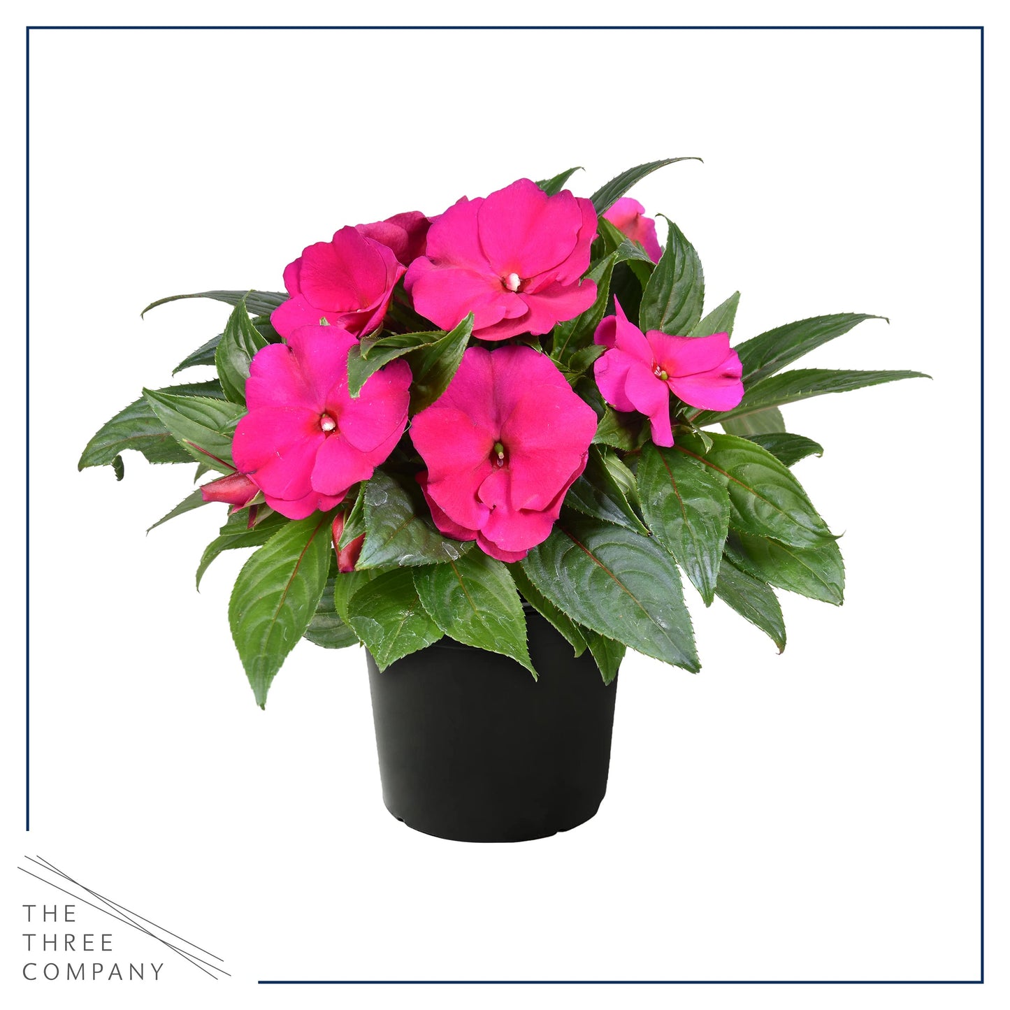 Live New Guinea Impatiens Plant - Shades of Pink (3 Plants Per Pack) - Beautiful Flowering Shade Flowers - 12" Tall by 5" Wide in 1 Qt Pot (Pack of 2)