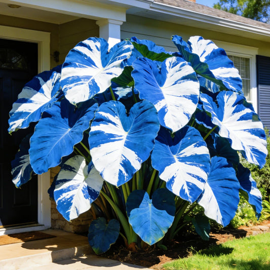BGNIORT Elephant Ear for Planting Outdoors/Elephant Ear Mix Colors, Gardens and Balconies,Easy for Beginners (8)