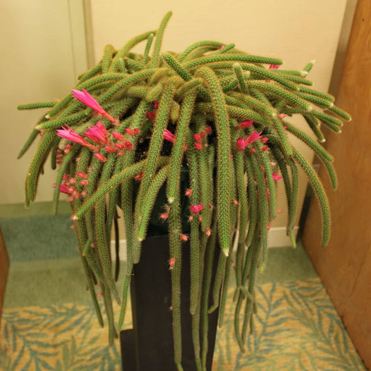 4" Rat Tail Cactus Rare Live Cactus Succulent Fully Rooted-Aporocactus Flagelliformis Live Plant. Easy to Grown Indoor/Outdoor.