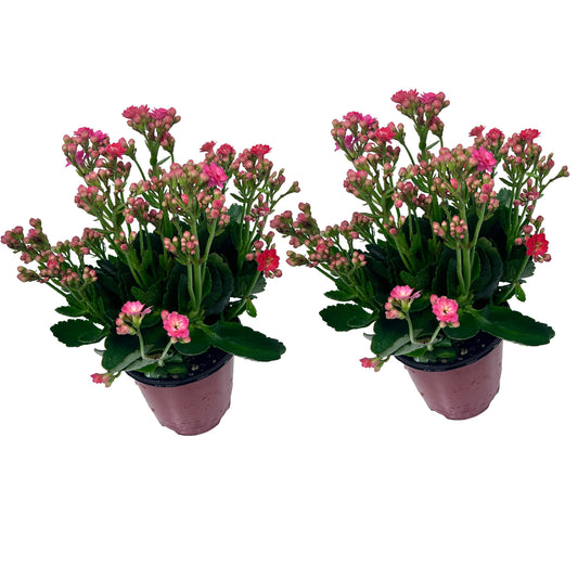 LEAL PLANTS ECUADOR Kalanchoe Plant Pink Light (Pack of 2) Vibrant, Long-Lasting Blooms & Easy Care,Air-Purifying, Perfect for Home Decor, Unique Gift for Plant Lover