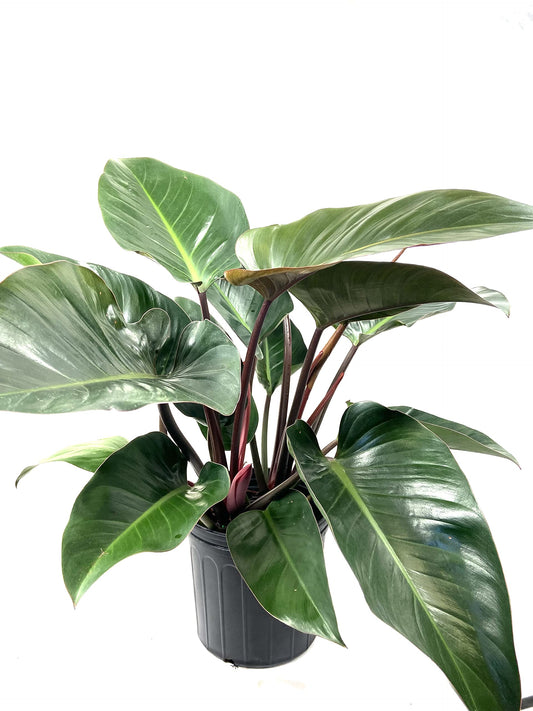 Philodendron Congo Rojo - Live Plant in an 10 Inch Growers Pot - Philodendron ‘Rojo Congo’ - Beautiful Indoor Outdoor Air Purifying Houseplant