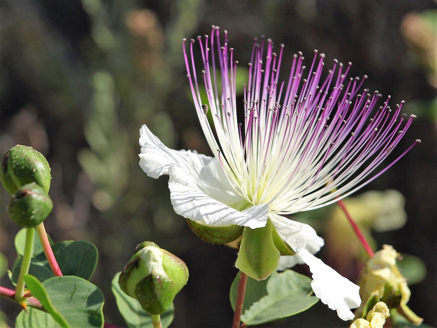 Easy to Grow Caper Bush 1 Plant - Potted Culinary Shrub in a Quart Pot, Summer Fragrant Flowers in Sun - Drought, Heat & Poor Soil Tolerant