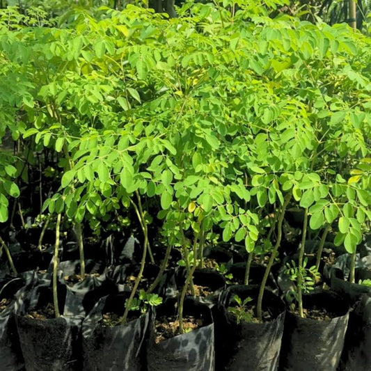 Moringa Plant Live in 4 Inch Pot, Hardy Perennial Moringa Oleifera Drumstick Tree Herb Plant