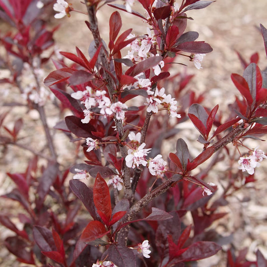 Proven Winners Stay Classy Purple Leaf Sand Cherry (Prunus x cistena) Live Plant, 4.5" Qt