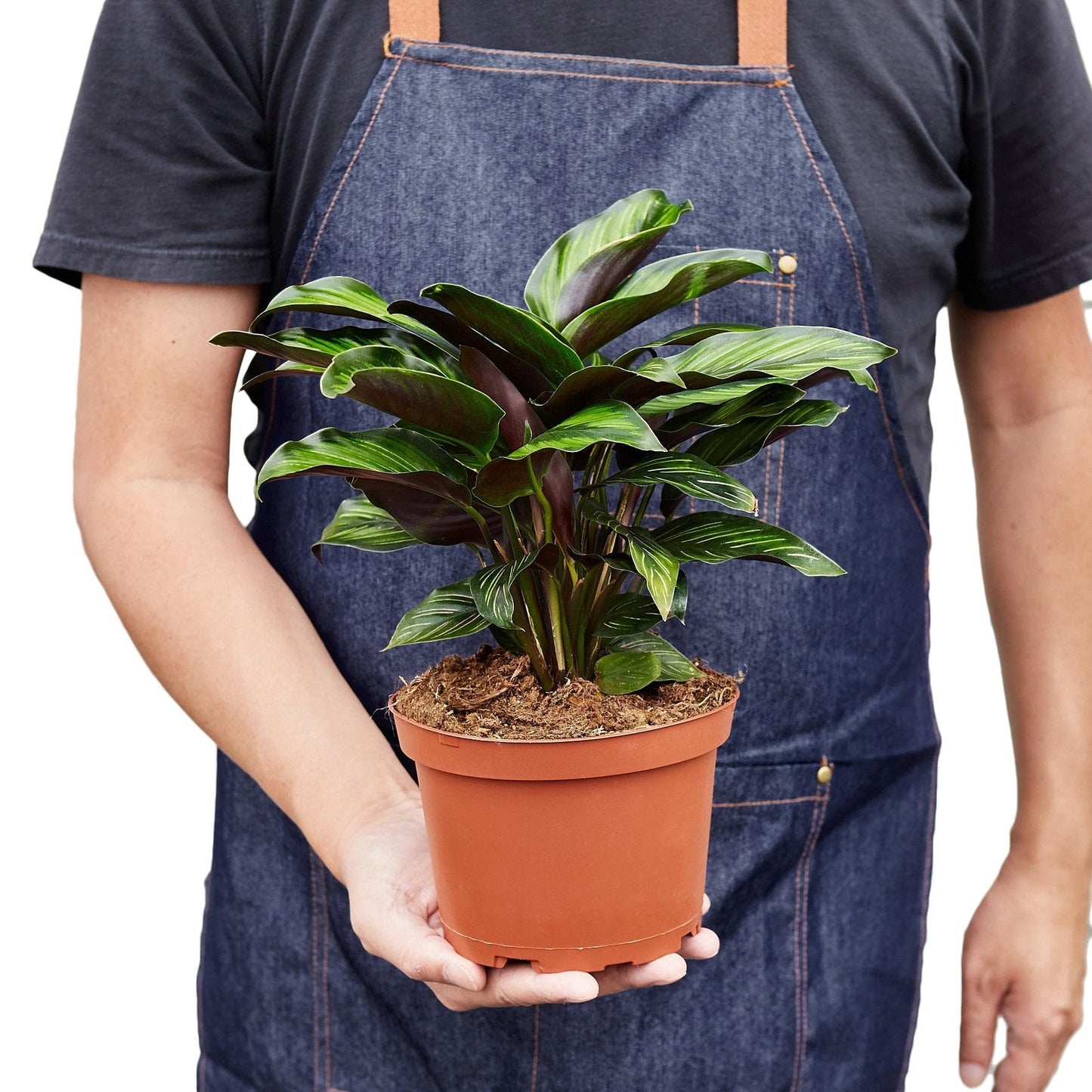 4 Pack Calathea 'Beauty Star' in 4in Pot - Live Plants Tropical Houseplants | Variegated | USA Growers | The Snobby Leaf