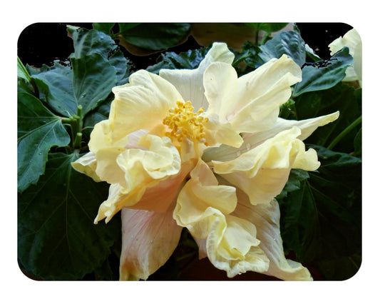 Elephant Ear - Exotic Tropical Hibiscus rosa-sinensis Hybrid - Live Plant - Fancy Double Cream White Pastel Pink Flower - Emerald Goddess Gardens - Starter Sz 4 Inch Pot