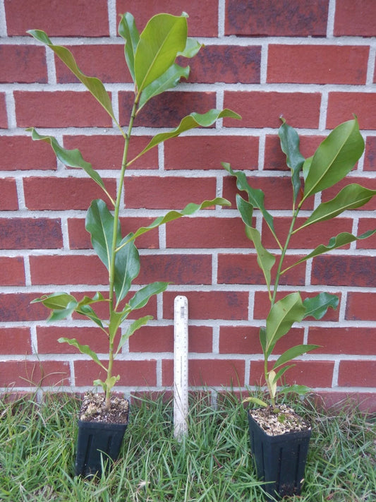 Live Plant - Evergreen Southern Magnolia Grandifolia 20-28 inch tallFragrant
