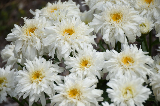 Live Plant from Green Promise Farms-PW, Leucanthemum Amazing Daisies 'Marshmallow' Shasta Daisy. White Flowers-#1 Size Container - Does NOT Ship to AZ, CA, HI, ID, MT, NV, OR, PR, UT & WA!!!