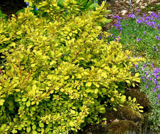 Live Plant - Aurea Golden Japanese Barberry