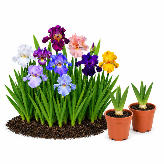 Easy to Grow Bearded Iris Colorful Mix 2 Potted Plants - Spring to Fall Flowers in Full Sun, Established Rooted Rhizomes in 4" Quart Pots - Low Maintenance, Drought Tolerant, Hardy Perennials
