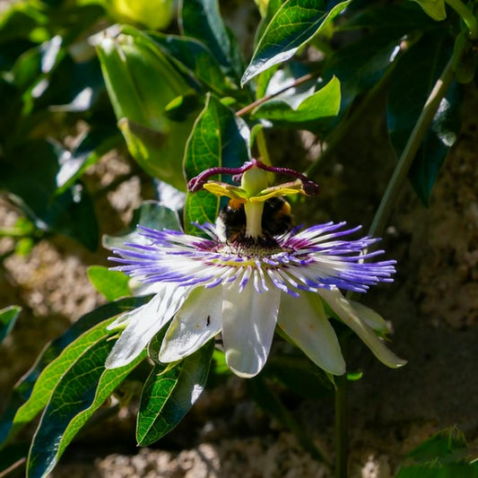 50 Passiflora Caerulea Flower Seeds for Planting, Mixed Color Passion Flower Seeds, Perennial Non-GMO Passiflora Caerulea Seed for Home Garden Outdoor, Edible Fruit Plant