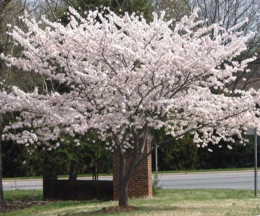 Live Plant - Yoshino Flowering Cherry Tree - 6-12" Tall - Live Plant - 3" Pot - Ships Potted