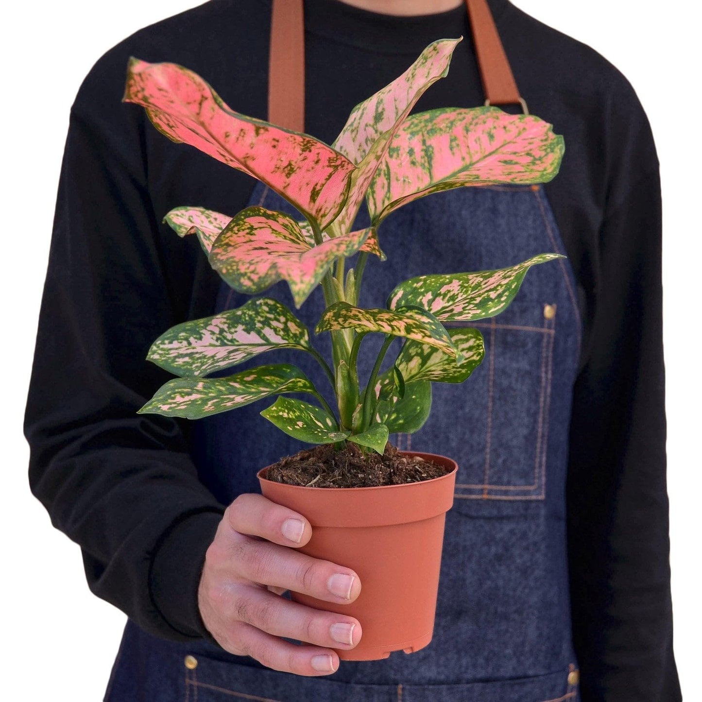 9 Pack Chinese Evergreen 'Lady Valentine' in 2in Pot - Live Plants Tropical Houseplants | Variegated | USA Growers | The Snobby Leaf