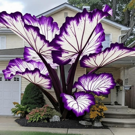 EDRHTJG Giant Leaf Foliage-Elephant Ear-Alocasia for Outdoor Garden Patio Decor Natural Vibrant Tones-Creates Tropical Vibe (6)