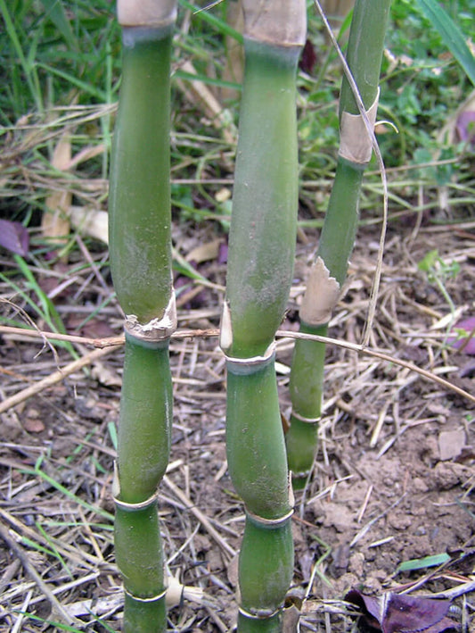 50 Green Onion Bamboo Seeds Perennial Ornamental Seed Privacy