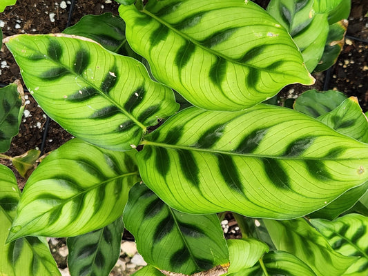 Grower’s Choice Assorted Houseplants (Pack of 4)– Live Indoor Plants, Easy Care, Hand Selected Variety, Potted House Plants for Home Décor or Gift