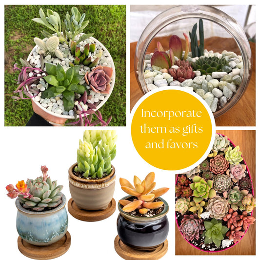 Live Trailing Mystery Succulent | Well Rooted Real Hanging Succulents Planted in 2 inch Pots | Assorted Small Starter Plants for DIY, Home Outdoor/Indoor Wedding or Birthday Gift (16 Pack)
