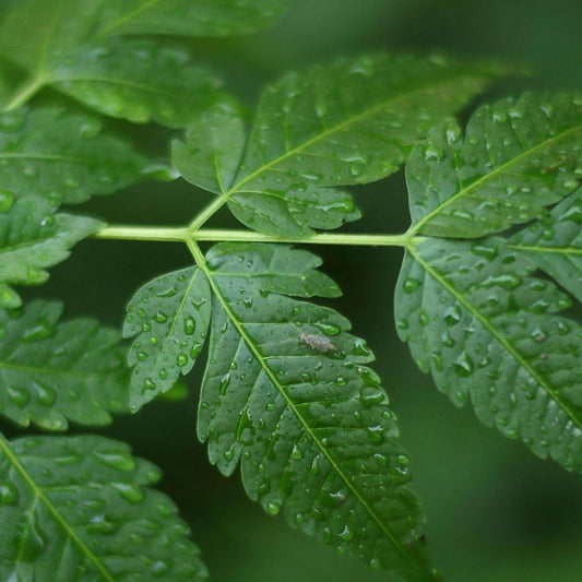 Live Plant - Neem Pesticide Fungicide Live Tree (Azadirachta Indica) 1′- 2 Tall