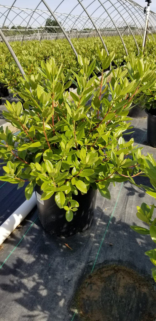 Live Plant, Rhododendron X `PJM Elite` Evergreen Lavender Flowers, 3-Gallon Fully Potted Plant Bush from Green Promise Farms