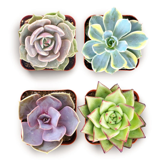 Shop Succulents Blush Rosette Succulent Plant Pack – Live Mini Rosette Succulents, Soft Pastel Colors, Low Maintenance Plants – Wedding Favors, Gifts & Home Decor, 2" Pots