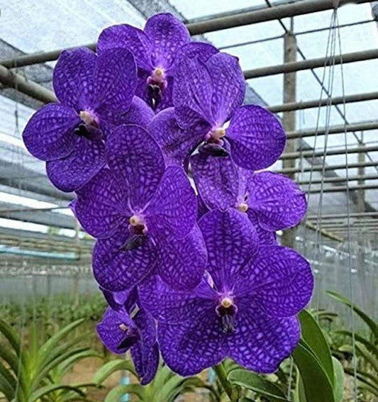 Live Vanda Orchid Plants from Hawaii | Exotic Blue/Purple/Pink/Red Flower | in a Hanging Basket Orchid from Hawaii