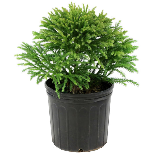 3 gal. Cryptomeria Globosa Nana Shrub