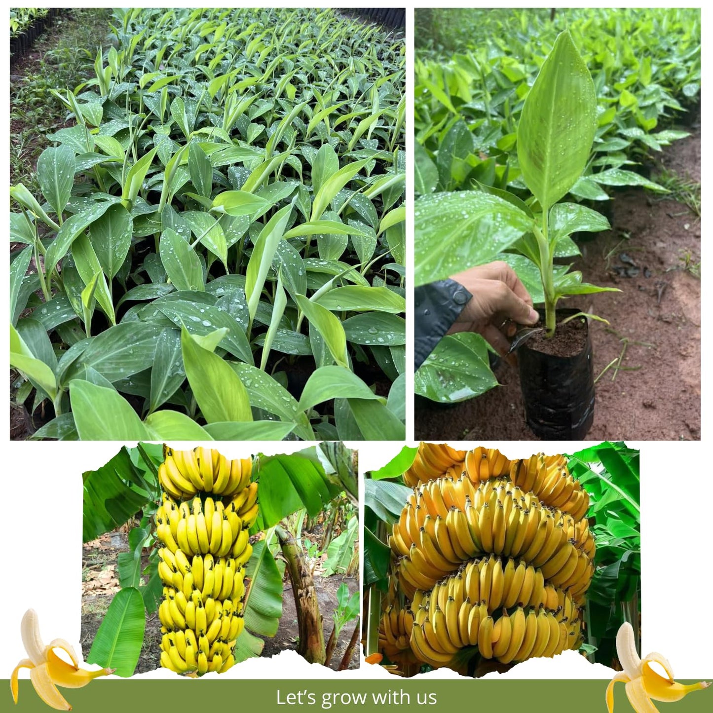 Grand Nain Banana Tree Live Plant, Well Rooted 4-8" Tall, Cold Hardy Tropical Banana Plant Live Well Rooted, Live Banana Fruit