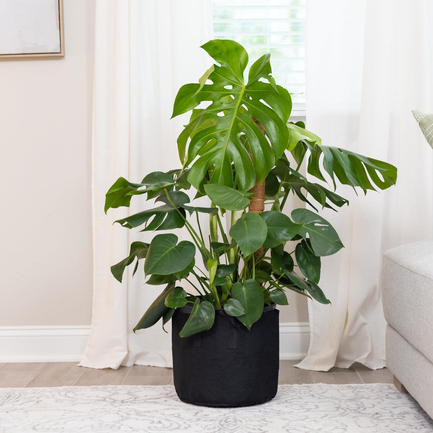 SNCMIC 4 Pack 17-inch Moss Pole Monstera Plant Support- Plant Stakes for Indoor Plants to Encourage Growth- Plant Sticks Support Tall Climbing Plants, Vines, and Creepers