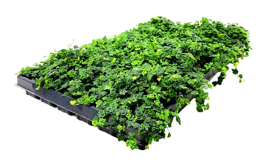 Ficus Pumila Quercifolia | 3 Live Plants | Oak Leaf Creeping Fig, Easy-Care Indoor/Outdoor Trailing Vine Plant, Perfect for Walls and Ground Cover