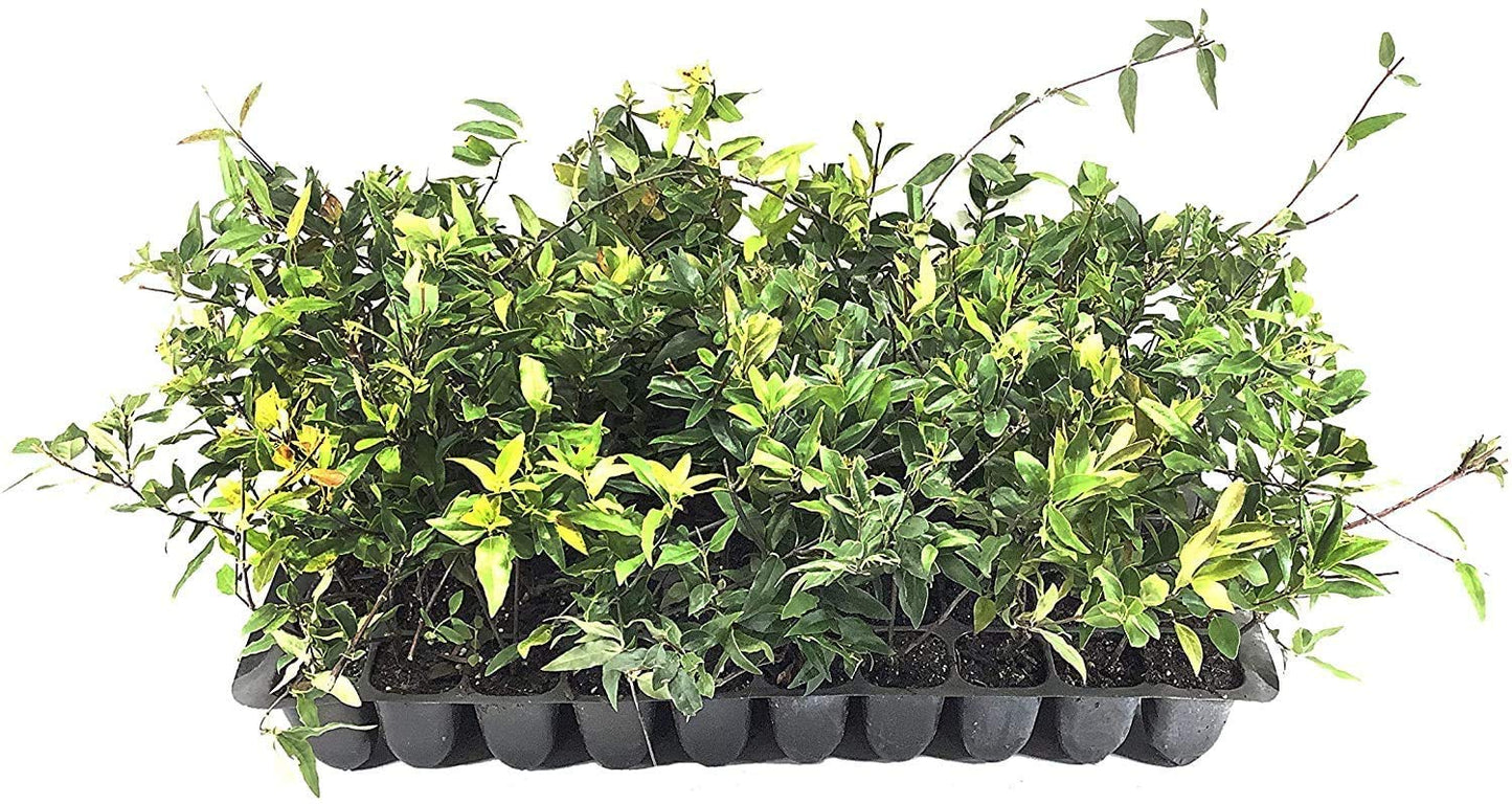 Carolina Jasmine | 20 Live Plants | Gelsemium Sempervirens | Fragrant Yellow Blooms, Evergreen Vine, Low Maintenance, Fast Growing, Climbing, Attracts Pollinators, Garden Trellis