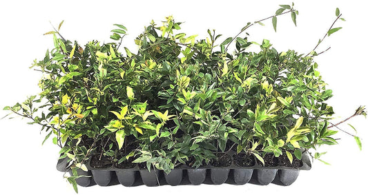 Carolina Jasmine | 3 Live Plants | Gelsemium Sempervirens | Fragrant Yellow Blooms, Evergreen Vine, Low Maintenance, Fast Growing, Climbing, Attracts Pollinators, Garden Trellis